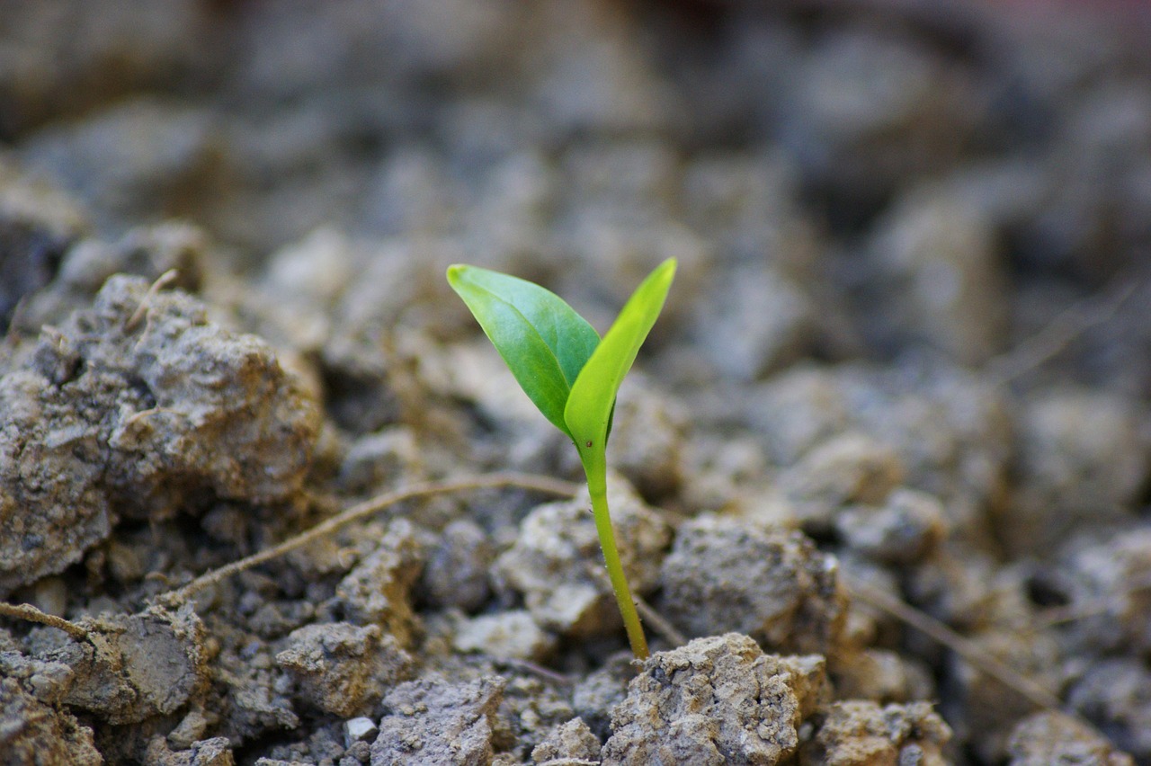 germ, drove, beginning of spring, sprouted, green, earth, fresh, young, growth, departure, germ, germ, germ, germ, germ